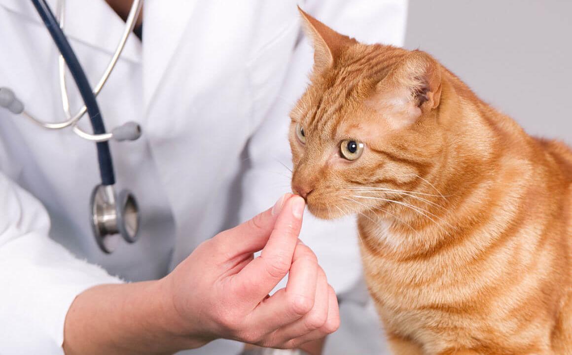 Como desparasitar a tu gato Como desparasitar a tu gato